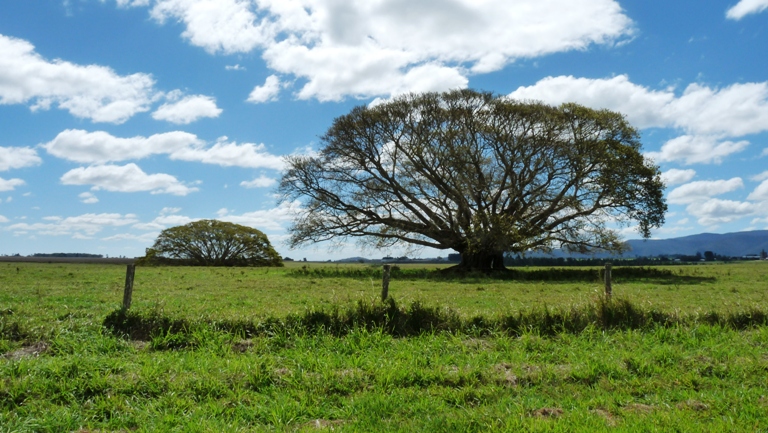 B&auml;ume in den Atherton Tablelands